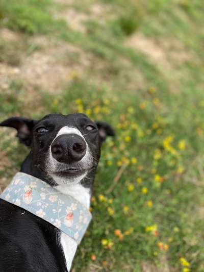 Zeige das lustigste Bild eures Hundis-Beitrag-Bild