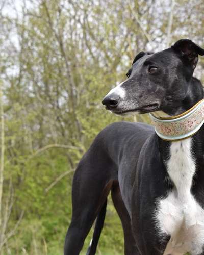 Windhunde - Treffen der besonderen Schönheiten
HERZLICH WILLKOMMEN-Beitrag-Bild