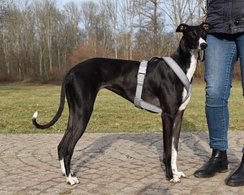 Windhunde - Treffen der besonderen Schönheiten
HERZLICH WILLKOMMEN-Beitrag-Bild