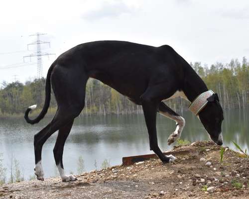 Windhunde - Treffen der besonderen Schönheiten
HERZLICH WILLKOMMEN-Beitrag-Bild