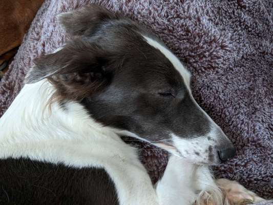 Windhunde - Treffen der besonderen Schönheiten
HERZLICH WILLKOMMEN-Beitrag-Bild