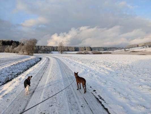 Windhunde - Treffen der besonderen Schönheiten
HERZLICH WILLKOMMEN-Beitrag-Bild