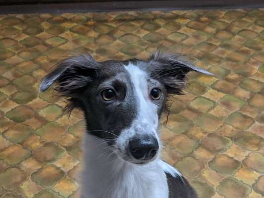 Windhunde - Treffen der besonderen Schönheiten
HERZLICH WILLKOMMEN-Beitrag-Bild