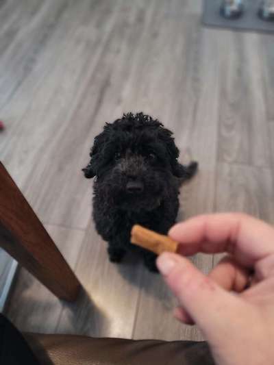 Kleine Hunde ganz Groß-Beitrag-Bild