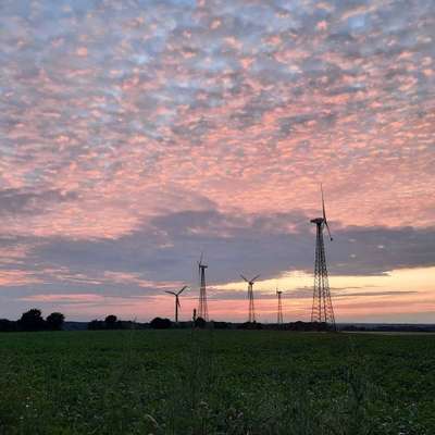 Hundeauslaufgebiet-Am hohen Berg-Bild