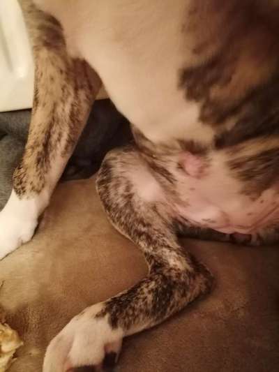 Nabelbruch-Beitrag-Bild