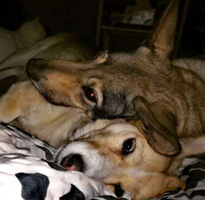 Dogorama Photo Challenge - Portrait-Beitrag-Bild