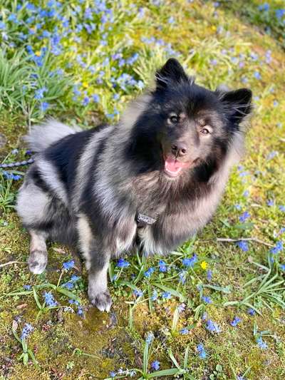 Seltene Rassen!-Beitrag-Bild