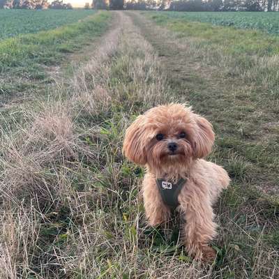 Hundetreffen-Gassi und/oder Spieltreffen (Max.4 Kilo)-Bild