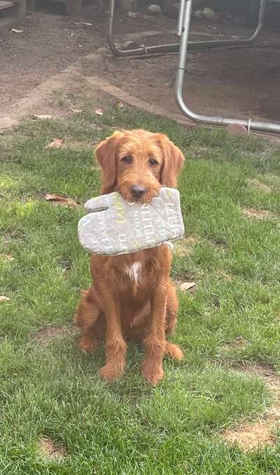 Labradoodle gesucht-Beitrag-Bild