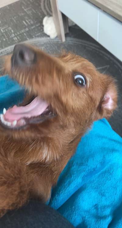 Dogorama Photo Challenge - lustigste Grimasse-Beitrag-Bild