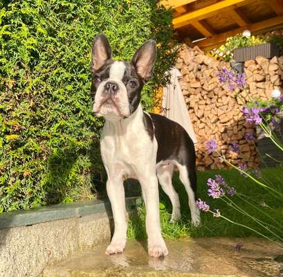 Wo sind hier die Boston Terrier?-Beitrag-Bild