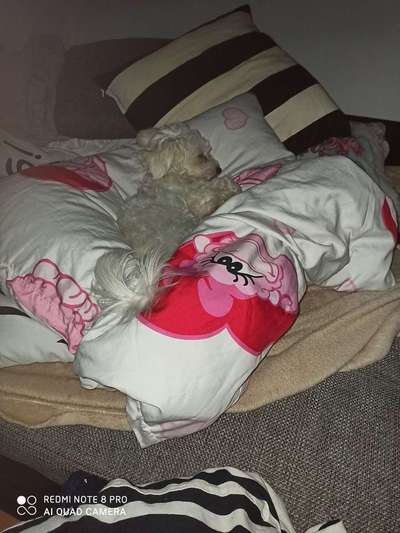 Welpen Bilder !-Beitrag-Bild