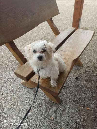 Dein Hund im Dogorama-Kalender 2021-Beitrag-Bild