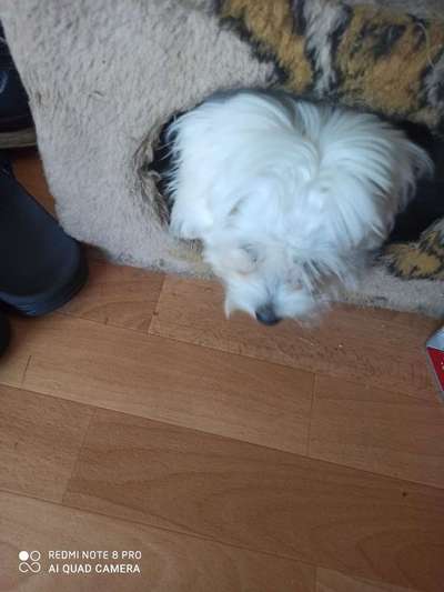 Welpen Bilder !-Beitrag-Bild