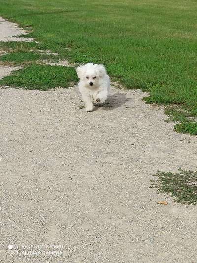 Welpen Bilder !-Beitrag-Bild