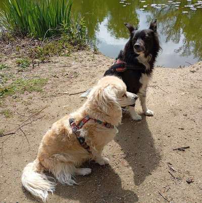 Hundetreffen-Gemeinsame Gassirunden, Bad Homburg, Oberursel