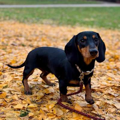 Hundetreffen-Spielfreunde gesucht-Bild