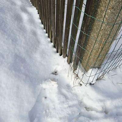 Giftköder-Mgl. Giftköder-Bild