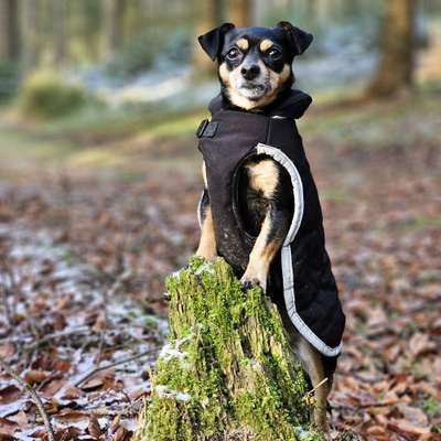 Hundetreffen-Gassirunden Umgebung Markneukirchen-Bild