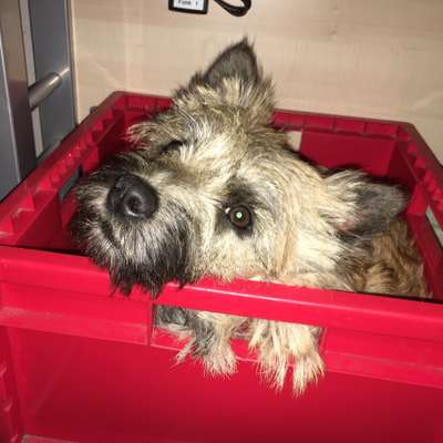 Wuseln hier auch Cairn Terrier rum?-Beitrag-Bild