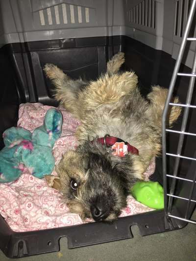 Wuseln hier auch Cairn Terrier rum?-Beitrag-Bild