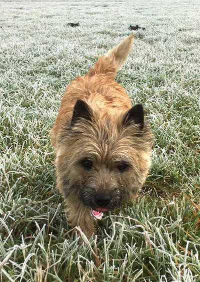 Wuseln hier auch Cairn Terrier rum?-Beitrag-Bild