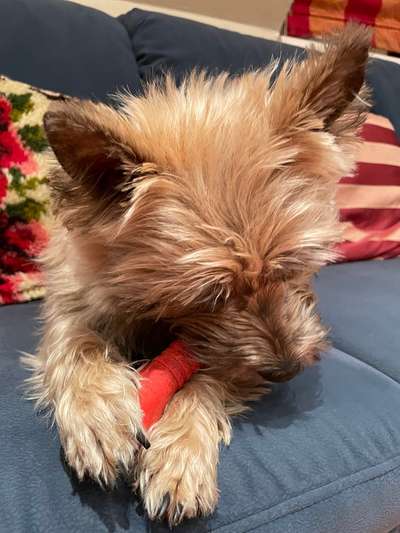 Wuseln hier auch Cairn Terrier rum?-Beitrag-Bild