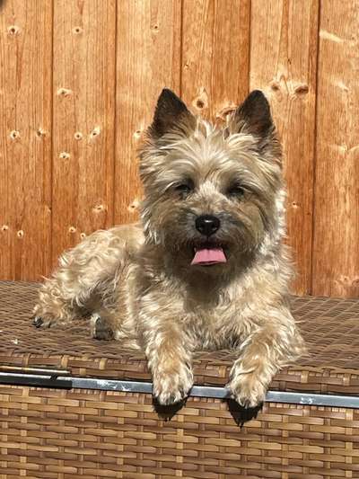 Wuseln hier auch Cairn Terrier rum?-Beitrag-Bild