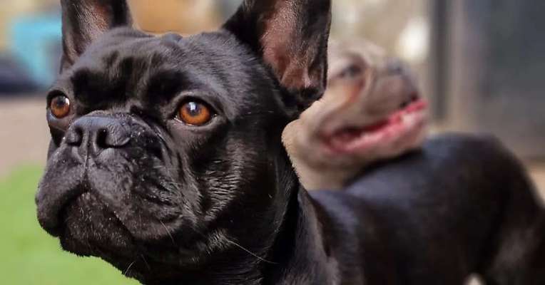 Black dogs-Beitrag-Bild