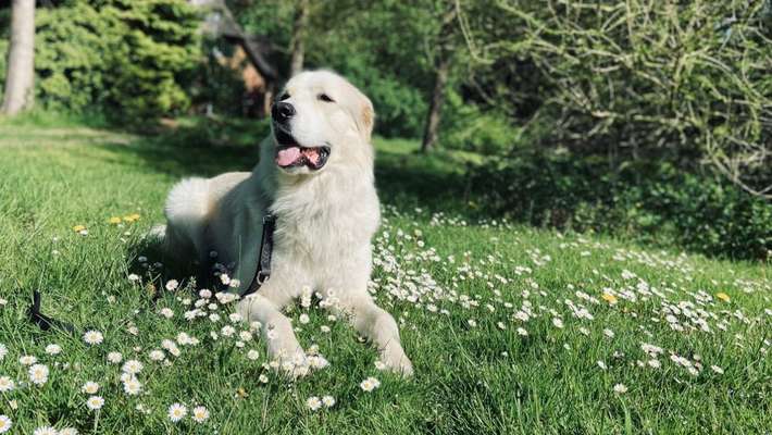 Herdenschutzhunde-Beitrag-Bild