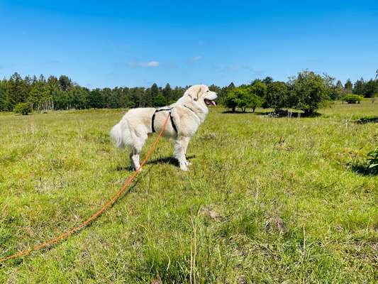 Herdenschutzhunde-Beitrag-Bild