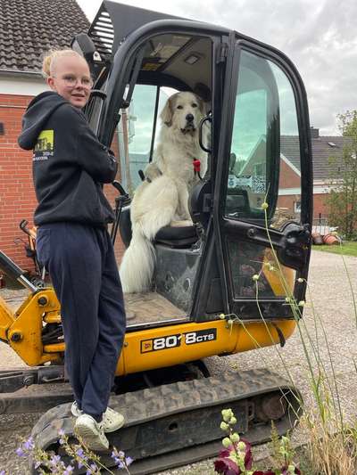 Herdenschutzhunde-Beitrag-Bild