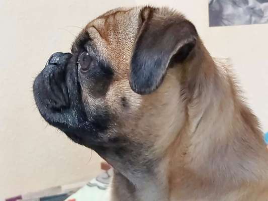 Brachycephale Hunderassen-Beitrag-Bild