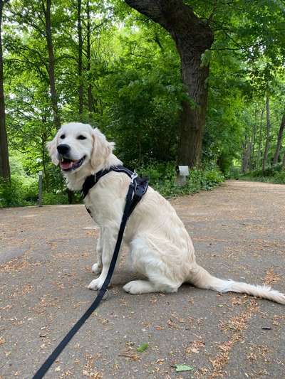 Wo sind die Golden Retriever Liebhaber?-Beitrag-Bild