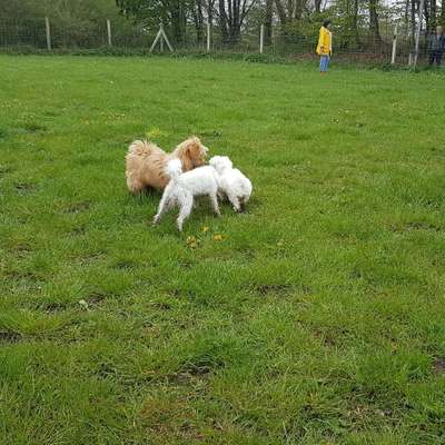 Hundetreffen-Kiel-Rendsburg-Eckernförde-Bild