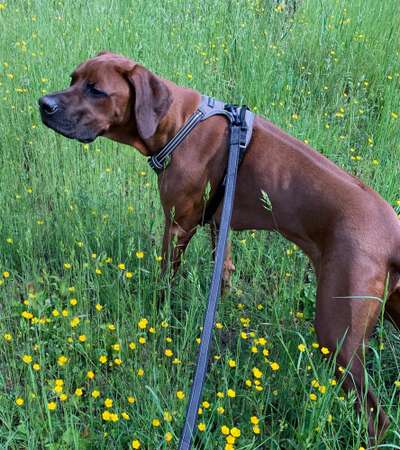 Rhodesian Ridgeback-Beitrag-Bild