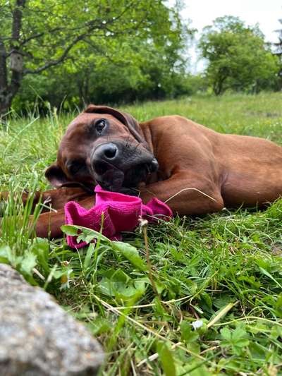 Fotowettbewerb Natur-Beitrag-Bild