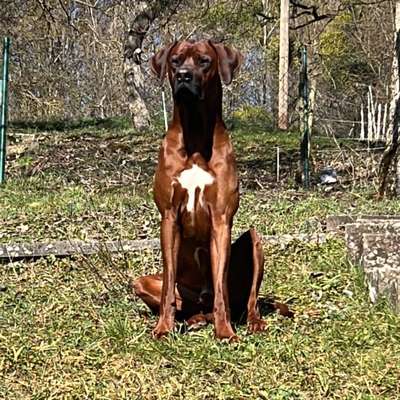 Hundetreffen-Social Walk / gerne in kleiner Gruppe ohne Freilauf-Bild