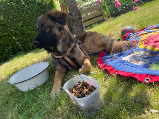 Alles rund um den Schäferhund, diskutieren erwünscht.-Beitrag-Bild