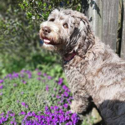 Die Dogorama Monats Challenge "Es grünt und blüht"-Beitrag-Bild