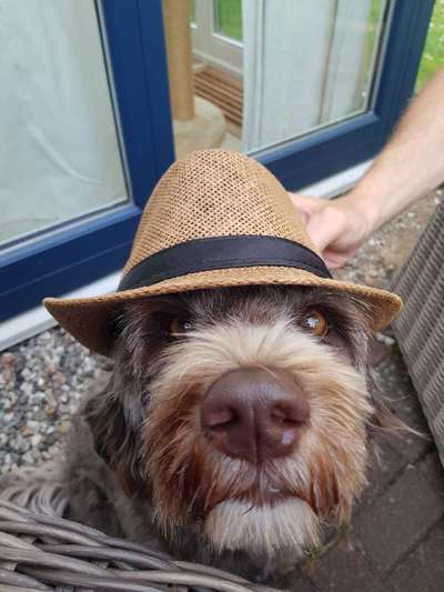 Die Dogorama Wochen Challenge: “Dein Hund im Urlaub”-Beitrag-Bild