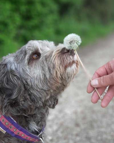 Die Dogorama Kalender Challenge Teil 3/4-Beitrag-Bild