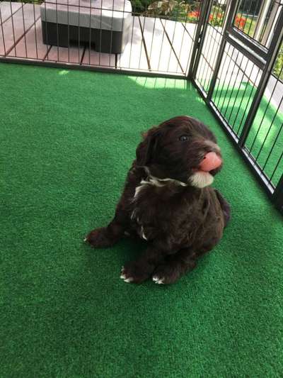 Welpen Bilder !-Beitrag-Bild