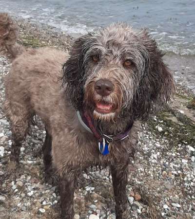 Die Dogorama Kalender Challenge 4/4-Beitrag-Bild