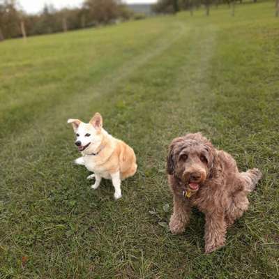 Bester Freund, Hundekumpel - zeigt her!-Beitrag-Bild