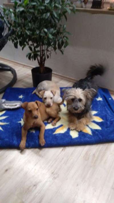 Was ist mein Hund für eine Rasse bzw Mischling ?-Beitrag-Bild