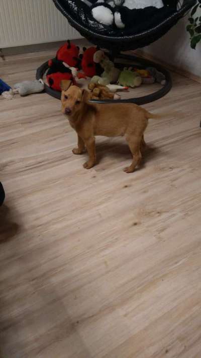 Was ist mein Hund für eine Rasse bzw Mischling ?-Beitrag-Bild