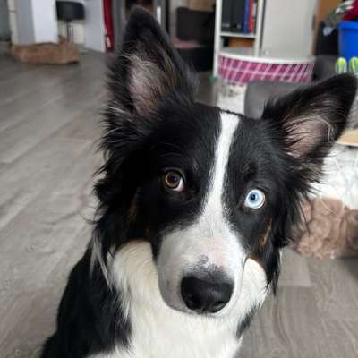 Hundetreffen-Border Collie sucht Spielkumpel-Bild
