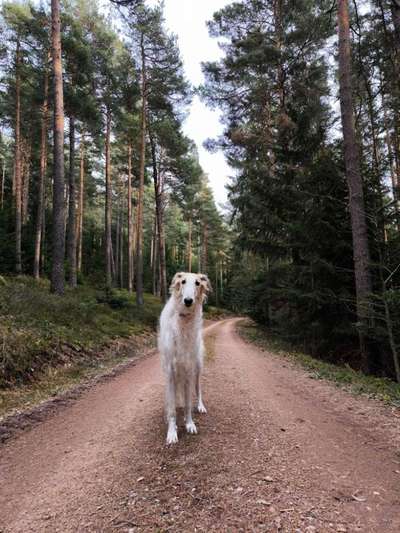 Hundetreffen-Gemeinsamer Spaziergang-Bild